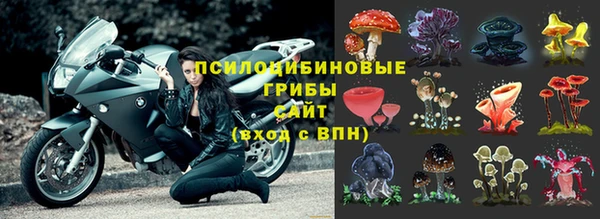 твердый Гусев